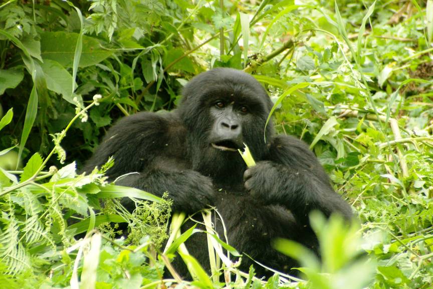 Mountain Gorilla Trek