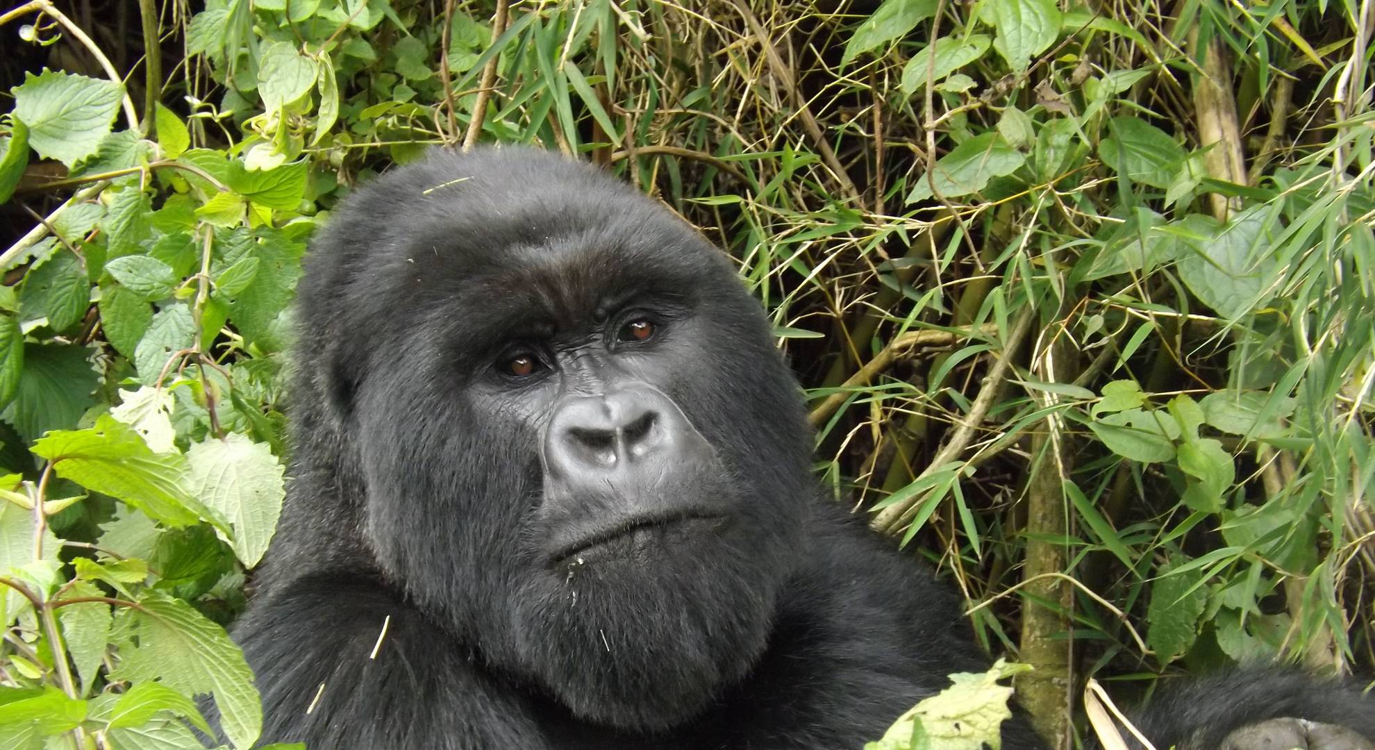 Mountain Gorilla Trek