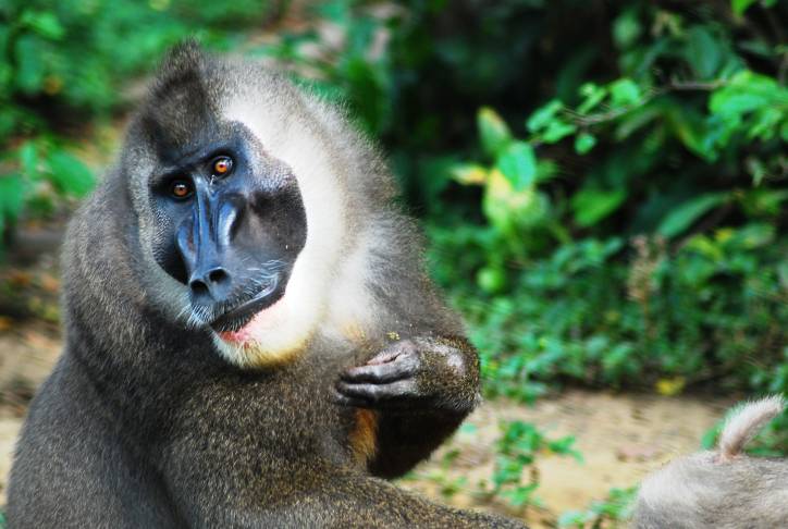 Pandrillas Drill Ranch Project - Nigeria