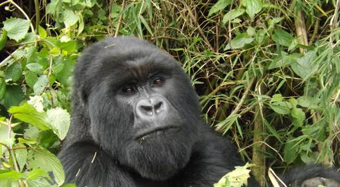 NAIROBI to KIGALI (13 days) Gorillas & Gameparks