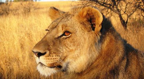 NAIROBI to NAIROBI (20 days) Gorillas & Gameparks